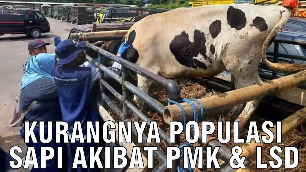 
                                 Kurangnya-Populasi-Ternak-Sapi-Akibat-PMK-&-LSD